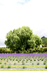 Image showing Lavender farm.