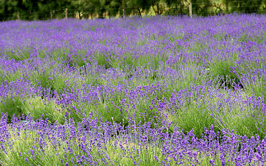 Image showing Lavender farm.