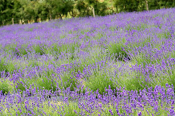 Image showing Lavender farm.