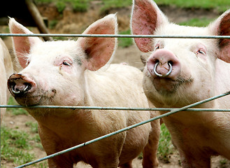 Image showing Pigs