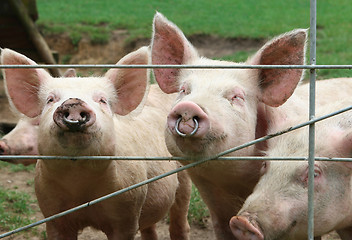 Image showing Pigs
