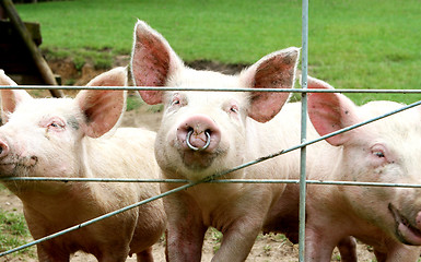 Image showing Pigs