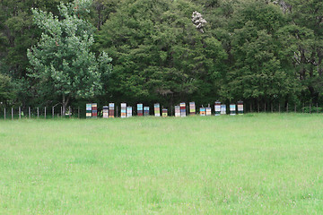 Image showing Bee hives