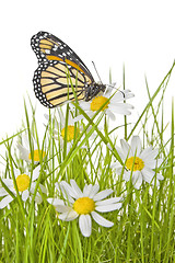 Image showing Butterfly on Daisy flower 