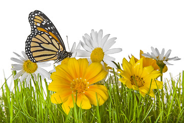 Image showing Butterfly on Daisy flower