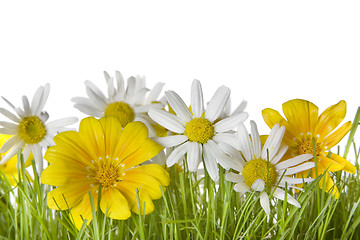 Image showing Daisy Flowers