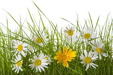 Image showing Daisy Flowers Amongst Grass