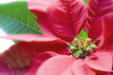 Image showing Poinsettia Macro Over White