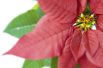 Image showing Poinsettia Macro Over White