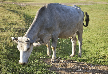 Image showing gray cow