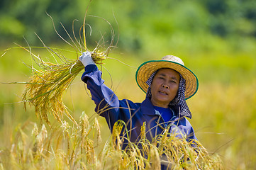 Image showing woman cutting rice