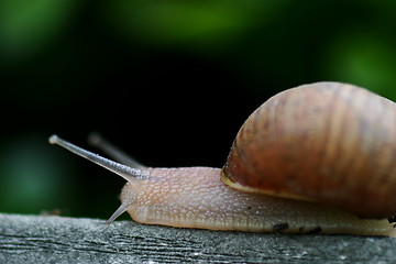 Image showing Snail