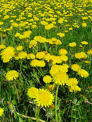 Image showing Dandelion meadow