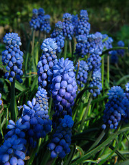 Image showing Blue flowers