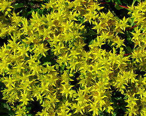 Image showing Yellow flowers