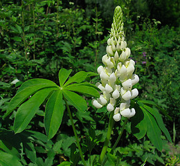 Image showing Flower