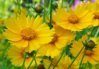 Image showing Beautiful yellow flowers