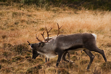 Image showing Male reindeer