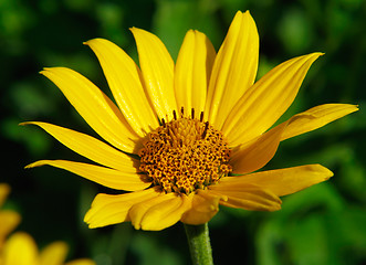 Image showing Closeup of yellow flower