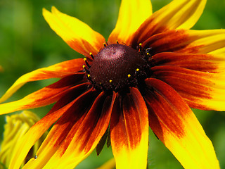 Image showing Closeup of yellow-red flower