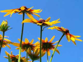 Image showing Flowers on blue sky background