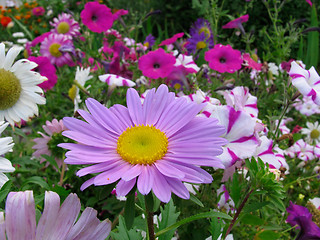 Image showing Flower-bed