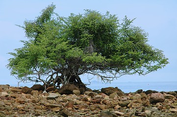 Image showing Giant tree on the ocean shore.