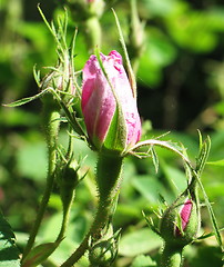 Image showing Pink rose