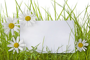 Image showing  White Sign Amongst Grass and Daisy Flowers