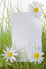 Image showing White Sign Amongst Grass and Daisy Flowers