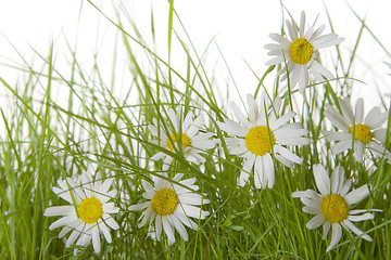 Image showing Grass with Daisies 