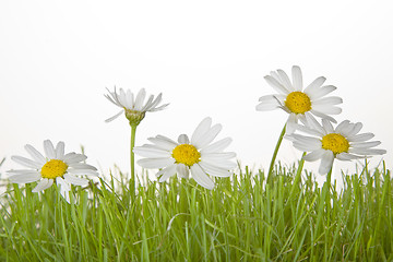 Image showing Grass with Daisies