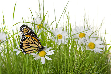 Image showing Butterfly on Daisy flower