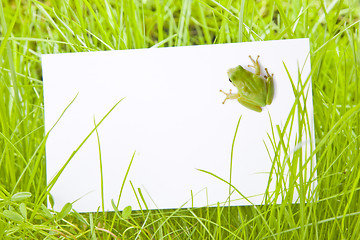 Image showing White Sign Amongst Grass with Tree Frog