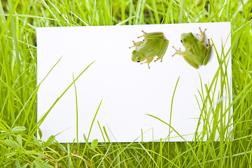 Image showing White Sign Amongst Grass with Tree Frogs