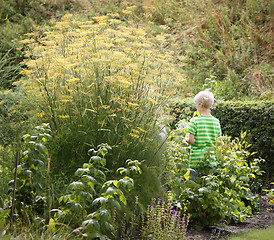 Image showing Old garden