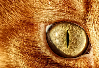 Image showing cat eye