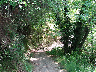 Image showing Walking into the woods. Platres. Cyprus