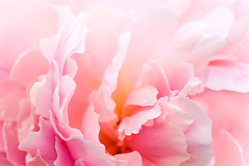 Image showing Peony background