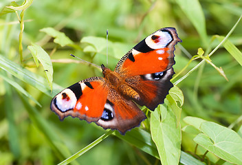 Image showing Peacock butterfly