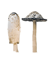 Image showing poison mushrooms