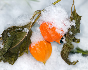 Image showing physalis under the first snow