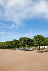 Image showing Decorated trees at Peterhof