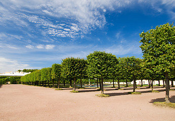 Image showing Decorated trees under fantastic sky