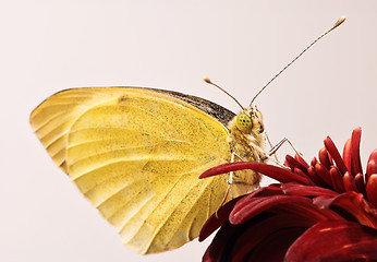 Image showing Small White butterfly close-up