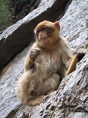 Image showing Barbary Macaque  monkey - Algeria