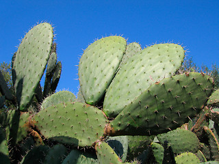 Image showing Prickly Pear Cactus on blue sky - Algeria