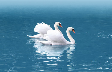 Image showing two swan