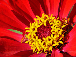 Image showing Red flower