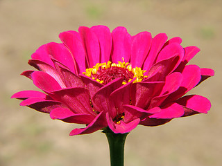 Image showing Pink flower